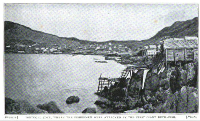 The site of the first ever documented giant squid attack in Newfoundland, from Rev. Moses Harvey's article about his experiences he penned for Wide World Magazine