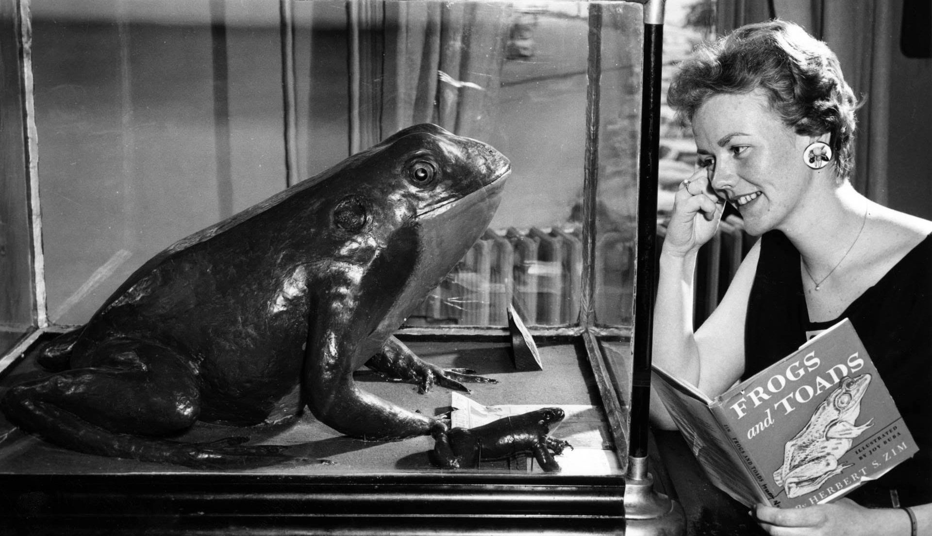 Last week’s article was controversial. Apparently, Frederictonians don’t appreciate their famous Coleman Frog being depicted as a dusty old relic in a dive bar! So let's go back to the Coleman Frog’s glory days and look at the time it met the United States Secretary of the Navy… (Provincial Archives of New Brunswick P225\11524)
