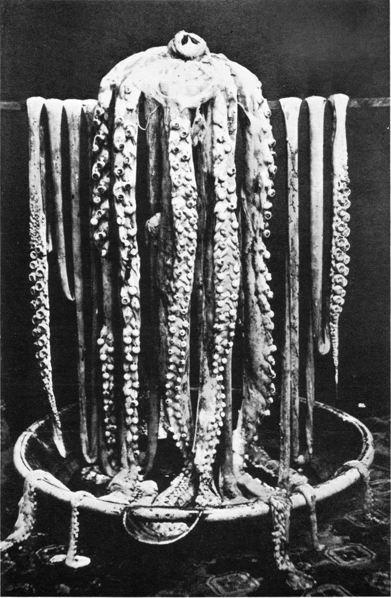 Reverend Moses Harvey's famous photo of the giant squid, draped over his bathtub