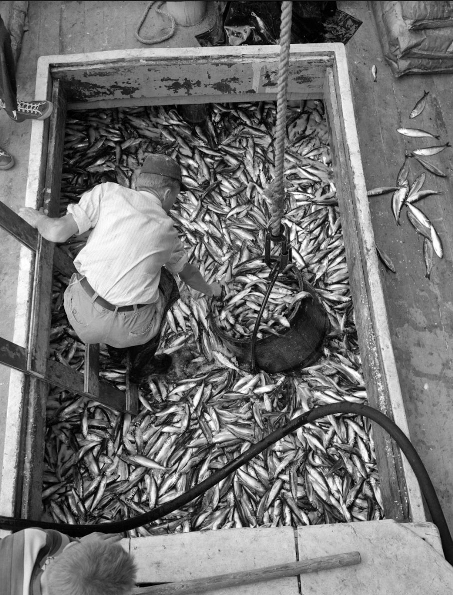 Man standing in a bin, helping to unload Charlotte County fish. (Provincial Archives of New Brunswick P93\CH\290)