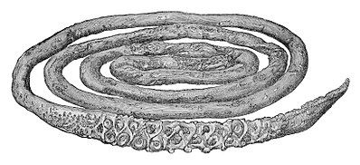 A woodcut of the tentacle 12 year old Tom Picot sold to Rev. Moses Harvey