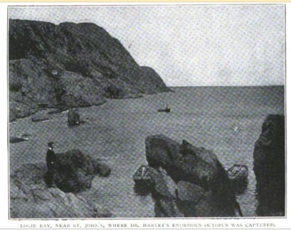 Logie Bay, Newfoundland. From Moses Harvey's article on the events in Wide World Magaine.