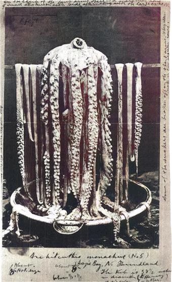 The iconic photo of the first proof of a giant squid, draped over Rev. Moses Harvey's sponge bath.
