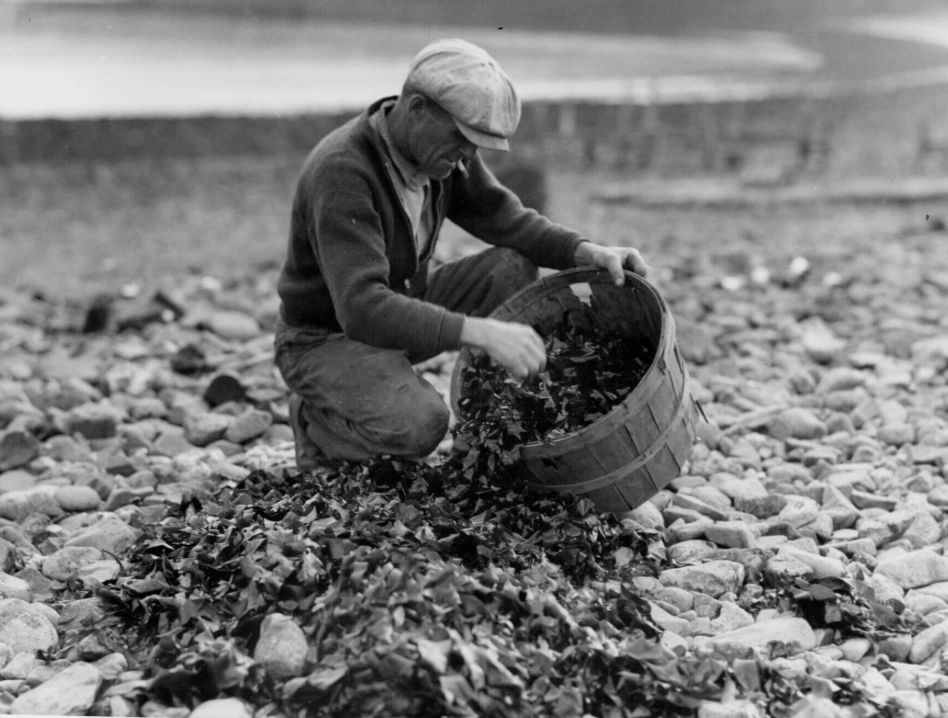 Strangely enough, this tough-looking fella with a cigarette hanging out of his mouth as he picks dulse starred in an official New Brunswick Tourism photo. Dulse was first commercialised during the First World War, and by the 1920s and 30s it had become quite the hot commodity, especially among confused and intrigued Americans. Dark Harbour, on Grand Manan, was — and is — home to the best dulse in the world. (Provincial Archives of New Brunswick P225\890)